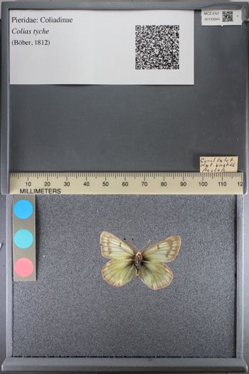 Media type: image;   Entomology 193944